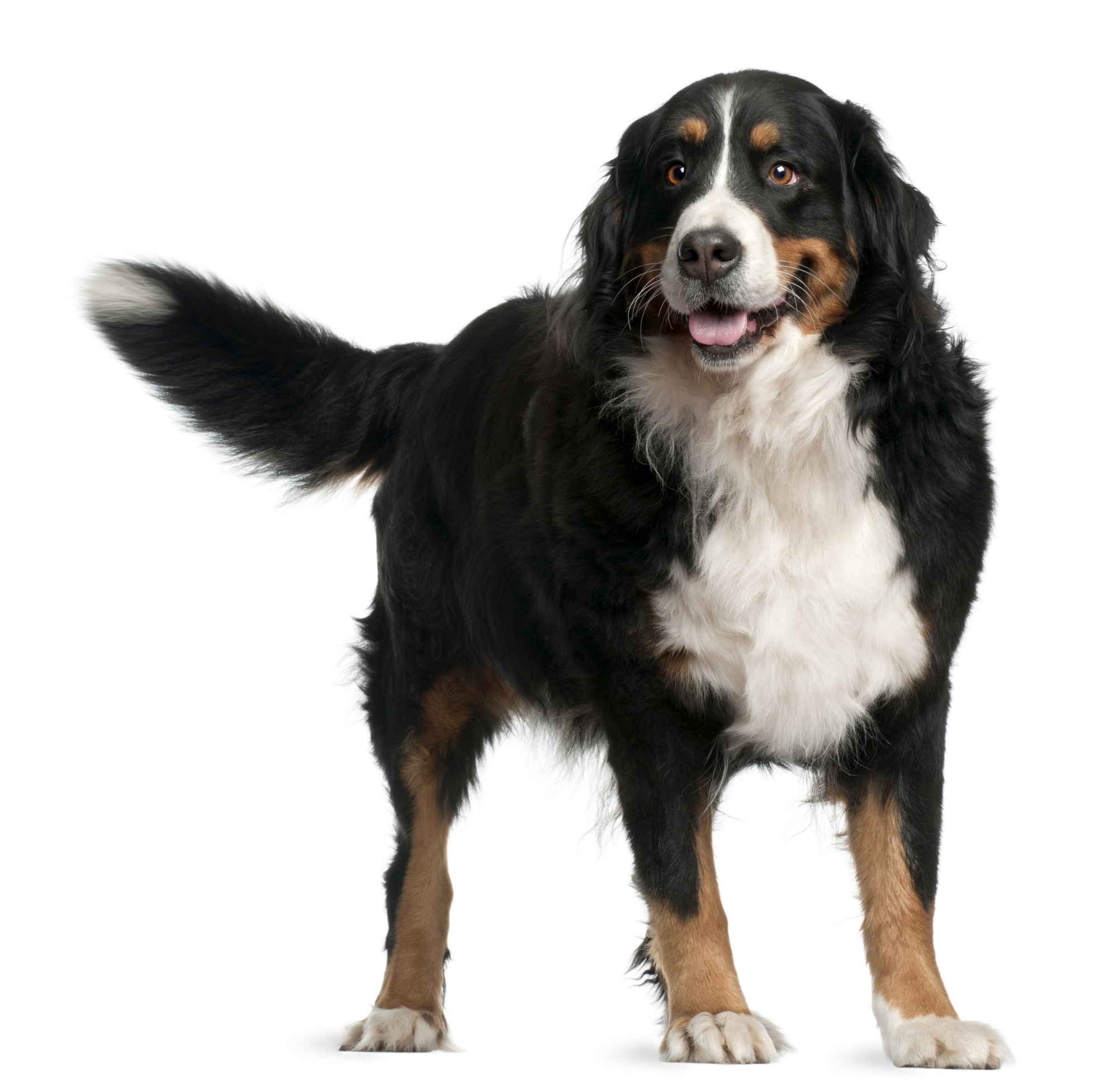 Glad hund