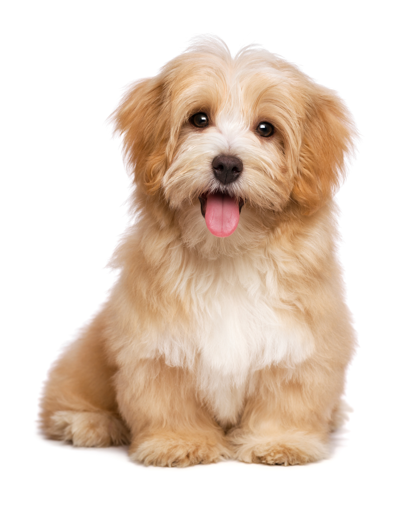 Hotellet Atlantic rytme Agria hundeforsikring | Find en billig forsikring til din hund her » 2023