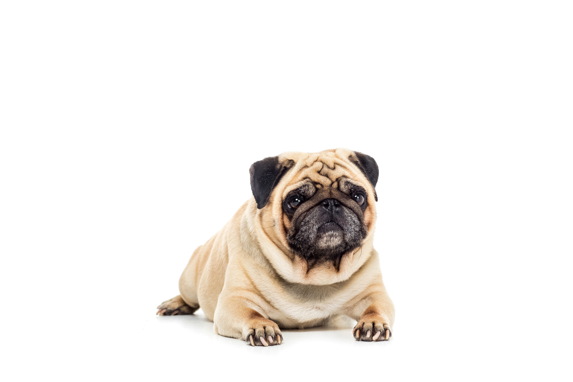 åbning centeret tæerne Tryg hundeforsikring | Find en billig forsikring til din hund her » 2023