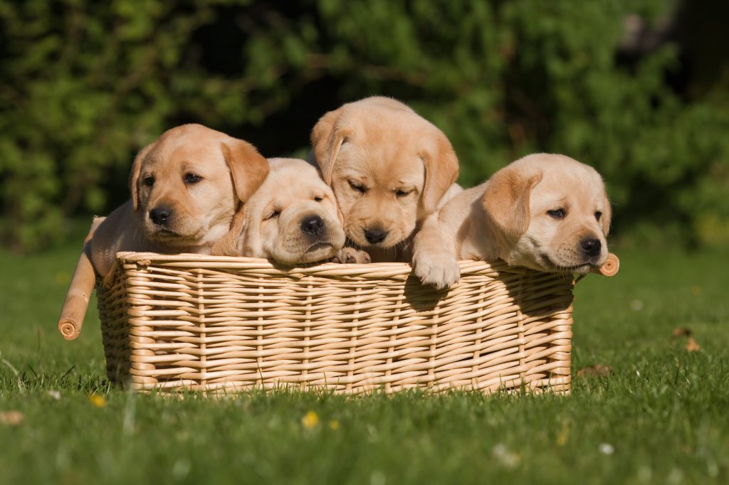 Hundehvalpe