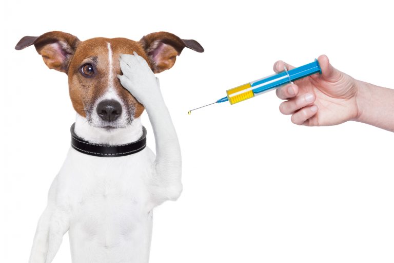Undervisning falme indenlandske Alka hundeforsikring 2023 ⇒ Se deres nye Priser og Tilbud her