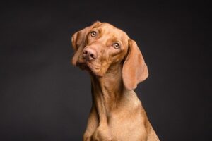 Tre gode naturlige kosttilskud til hunde