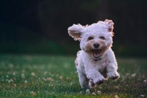 Den bedste online underholdning for hundeelskeren
