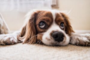 Hjerteorm hos hund og andre hundesygdomme, du bør være opmærksom på