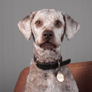 Forkæl din hund med en flot julegave